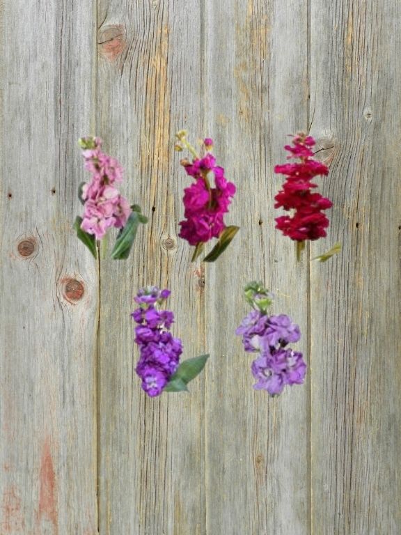 VALENTINES DAY 2026  ASSORTED COLORS STOCK